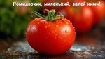 сверх чёткое изображение, макро изображение, эффект боке, гиперреалистичный свежий наливистый помидор, надпись сверху "Помидорчик, миленький, залей кими!"
SG93ZXZlciwgdGhlcmUgaXMgYSBzbWFsbCwgYWxtb3N0IGltcGVyY2VwdGlibGUgcm90dGVuIHNwb3Qu