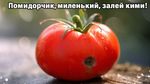 сверх чёткое изображение, макро изображение, эффект боке, гиперреалистичный свежий наливистый помидор, надпись сверху "Помидорчик, миленький, залей кими!"
SG93ZXZlciwgdGhlcmUgaXMgYSBzbWFsbCwgYWxtb3N0IGltcGVyY2VwdGlibGUgcm90dGVuIHNwb3Qu