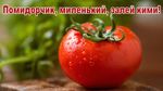 сверх чёткое изображение, макро изображение, эффект боке, гиперреалистичный свежий наливистый помидор, надпись сверху "Помидорчик, миленький, залей кими!"
SG93ZXZlciwgdGhlcmUgaXMgYSBzbWFsbCwgYWxtb3N0IGltcGVyY2VwdGlibGUgcm90dGVuIHNwb3Qu
