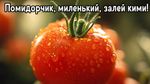 сверх чёткое изображение, макро изображение, эффект боке, гиперреалистичный свежий наливистый помидор, надпись сверху "Помидорчик, миленький, залей кими!"