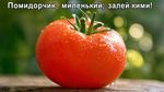 сверх чёткое изображение, макро изображение, эффект боке, гиперреалистичный свежий наливистый помидор, надпись сверху "Помидорчик, миленький, залей кими!"