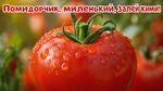 сверх чёткое изображение, макро изображение, эффект боке, гиперреалистичный свежий наливистый помидор, надпись сверху "Помидорчик, миленький, залей кими!"