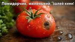 сверх чёткое изображение, макро изображение, эффект боке, гиперреалистичный свежий наливистый помидор, надпись сверху "Помидорчик, миленький, залей кими!"
SG93ZXZlciwgdGhlcmUgaXMgYSBzbWFsbCwgYWxtb3N0IGltcGVyY2VwdGlibGUgcm90dGVuIHNwb3Qu