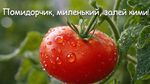сверх чёткое изображение, макро изображение, эффект боке, гиперреалистичный свежий наливистый помидор, надпись сверху "Помидорчик, миленький, залей кими!"