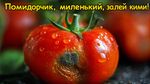 сверх чёткое изображение, макро изображение, эффект боке, гиперреалистичный свежий наливистый помидор, надпись сверху "Помидорчик, миленький, залей кими!"
SG93ZXZlciwgdGhlcmUgaXMgYSBzbWFsbCwgYWxtb3N0IGltcGVyY2VwdGlibGUgcm90dGVuIHNwb3Qu