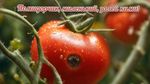 сверх чёткое изображение, макро изображение, эффект боке, гиперреалистичный свежий наливистый помидор, надпись сверху "Помидорчик, миленький, залей кими!"
SG93ZXZlciwgdGhlcmUgaXMgYSBzbWFsbCwgYWxtb3N0IGltcGVyY2VwdGlibGUgcm90dGVuIHNwb3Qu