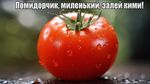 сверх чёткое изображение, макро изображение, эффект боке, гиперреалистичный свежий наливистый помидор, надпись сверху "Помидорчик, миленький, залей кими!"