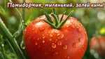 сверх чёткое изображение, макро изображение, эффект боке, гиперреалистичный свежий наливистый помидор, надпись сверху "Помидорчик, миленький, залей кими!"